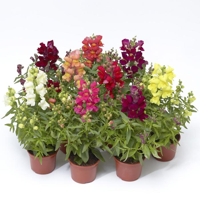 Snaptini™ 'Mix' - Antirrhinum (Snapdragon) from Robinson Florists