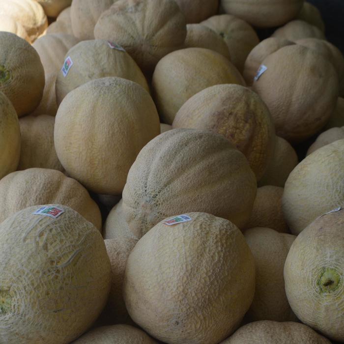 Cantaloupe - Cucumis melo from Robinson Florists