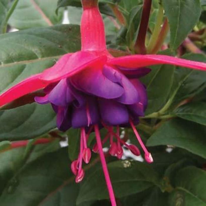 'Dollar Princess' Upright Fuchsia - Fuchsia from Robinson Florists