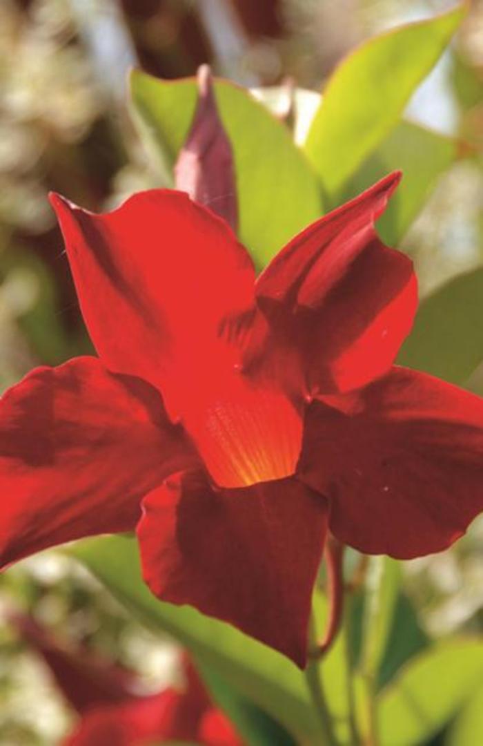 Sun Parasol® 'Crimson' - Mandevilla from Robinson Florists
