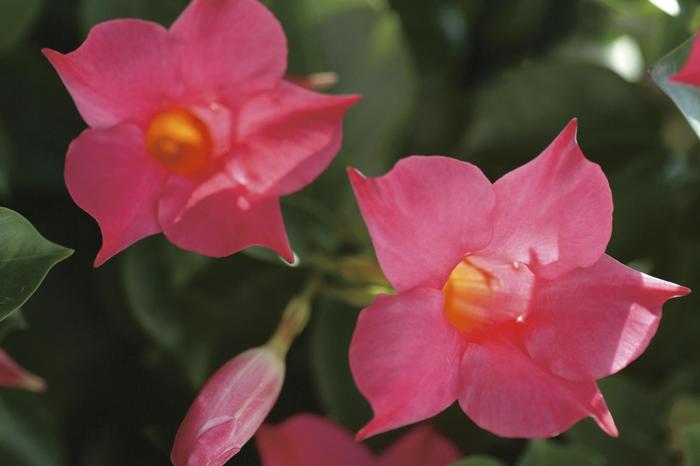 Sun Parasol® 'Pink' - Mandevilla from Robinson Florists