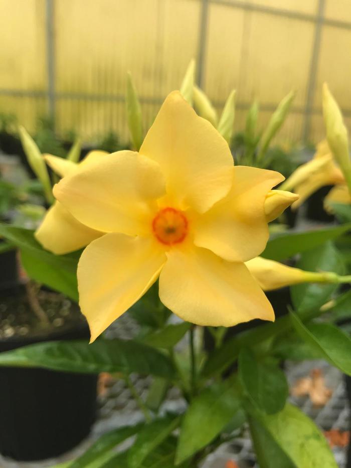 Sun Parasol® 'Sunbeam' - Mandevilla from Robinson Florists