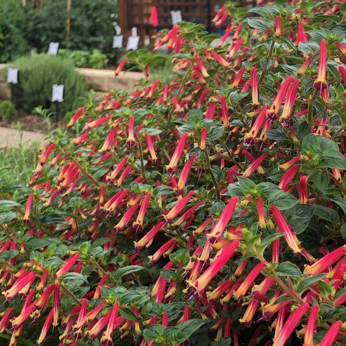 'Hummingbirds Lunch' False Heather - Cuphea from Robinson Florists