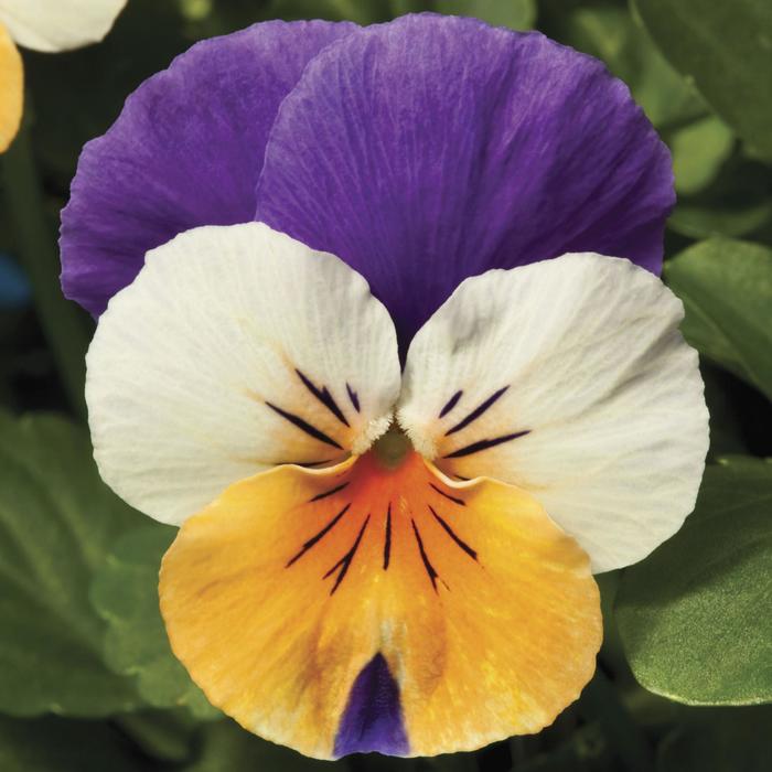 Penny™ 'Peach Jump-up' - Viola cornuta from Robinson Florists