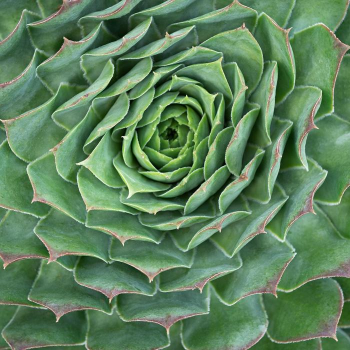 Supersemp® 'Emerald' - Sempervivum (Hens and Chicks) from Robinson Florists