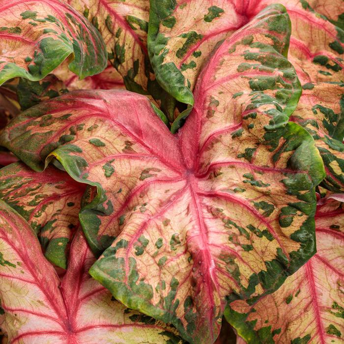 Heart to Heart&reg: 'Clowning Around' - Caladium hortulanum from Robinson Florists
