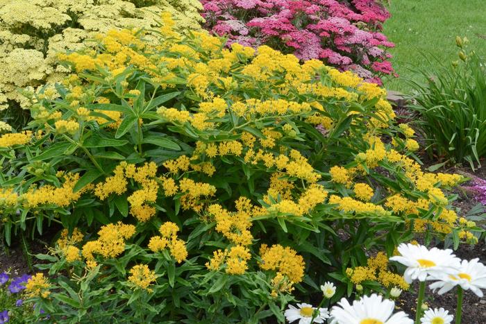 'Hello Yellow' Butterfly Milkweed - Asclepias tuberosa from Robinson Florists