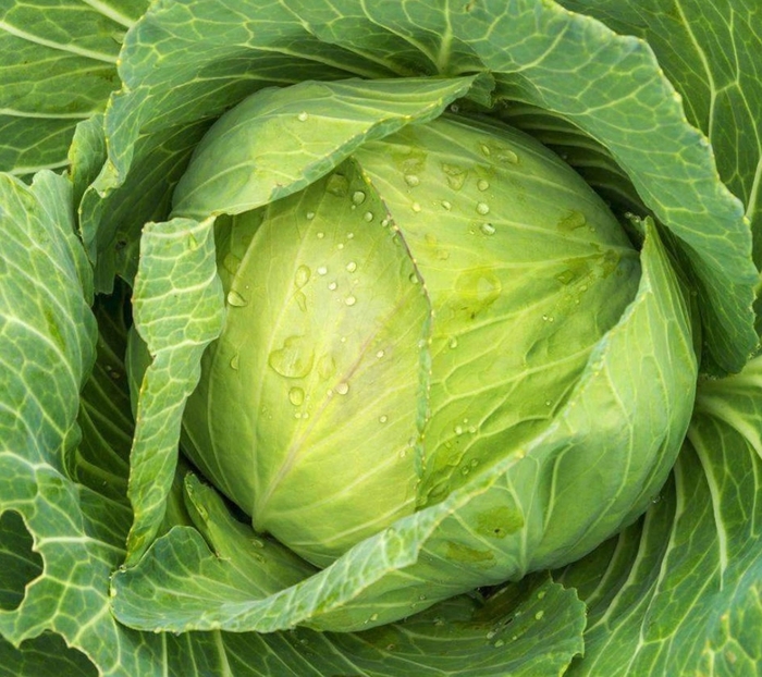 'Golden Acre' Cabbage - Brassica oleracea from Robinson Florists