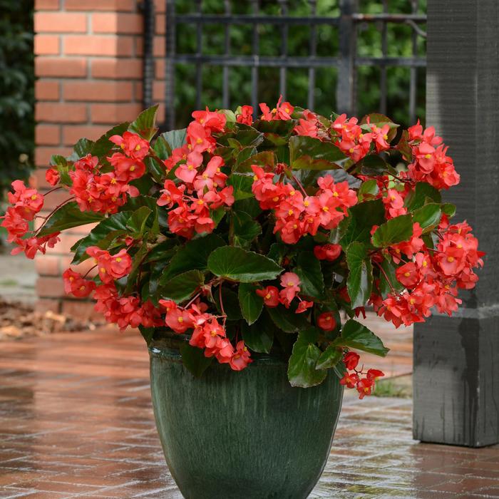 Megawatt™ 'Red Green Leaf' - Begonia from Robinson Florists