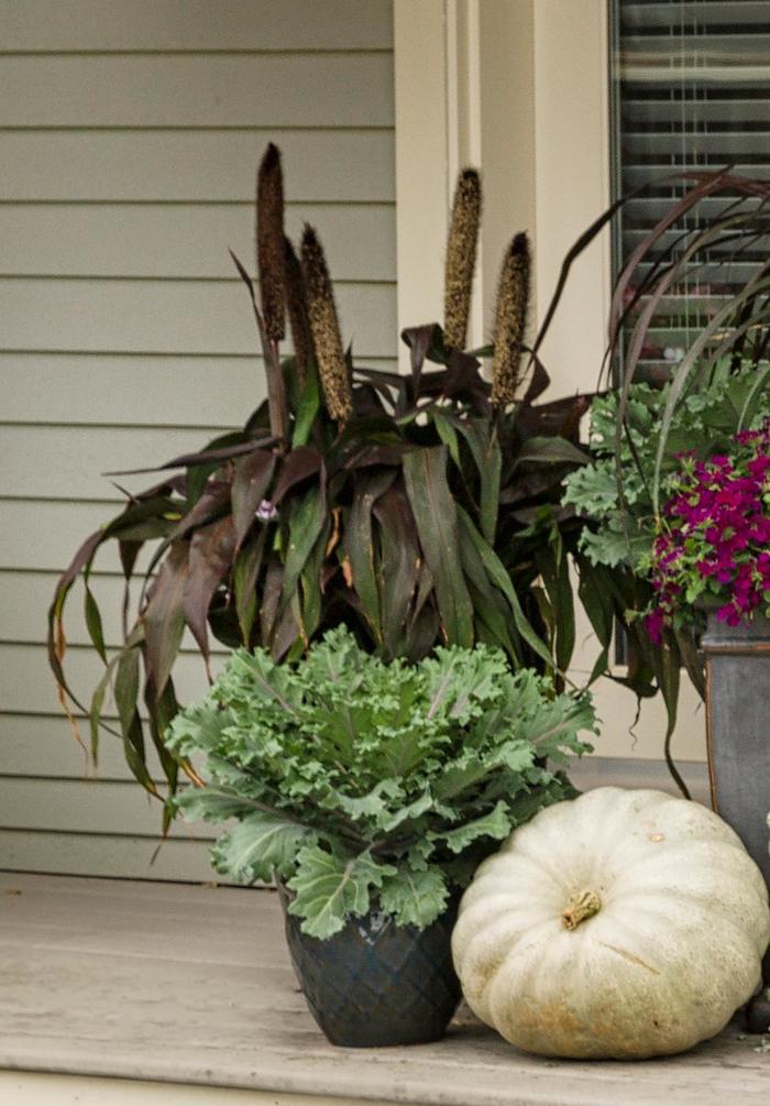 'Purple Baron' Ornamental Millet - Pennisetum glaucum from Robinson Florists