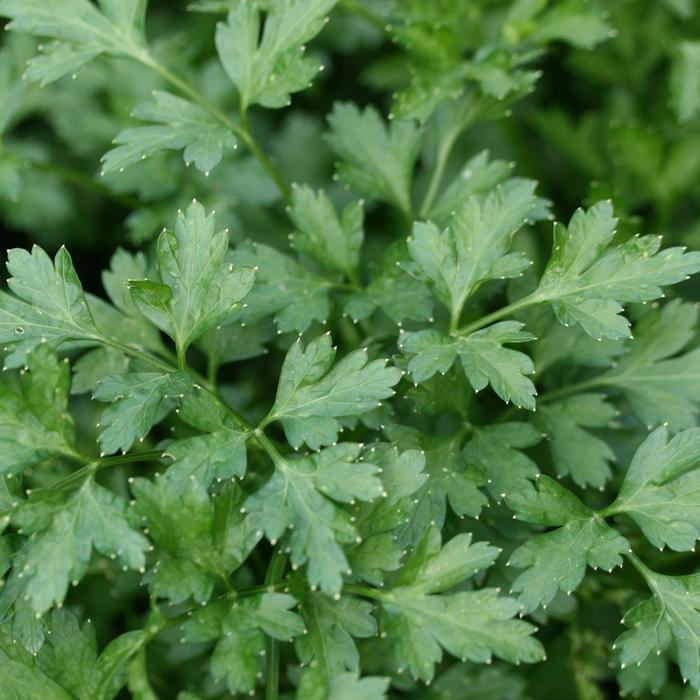 'Flat Italian' Parsley - Petroselinum neapolitanum from Robinson Florists