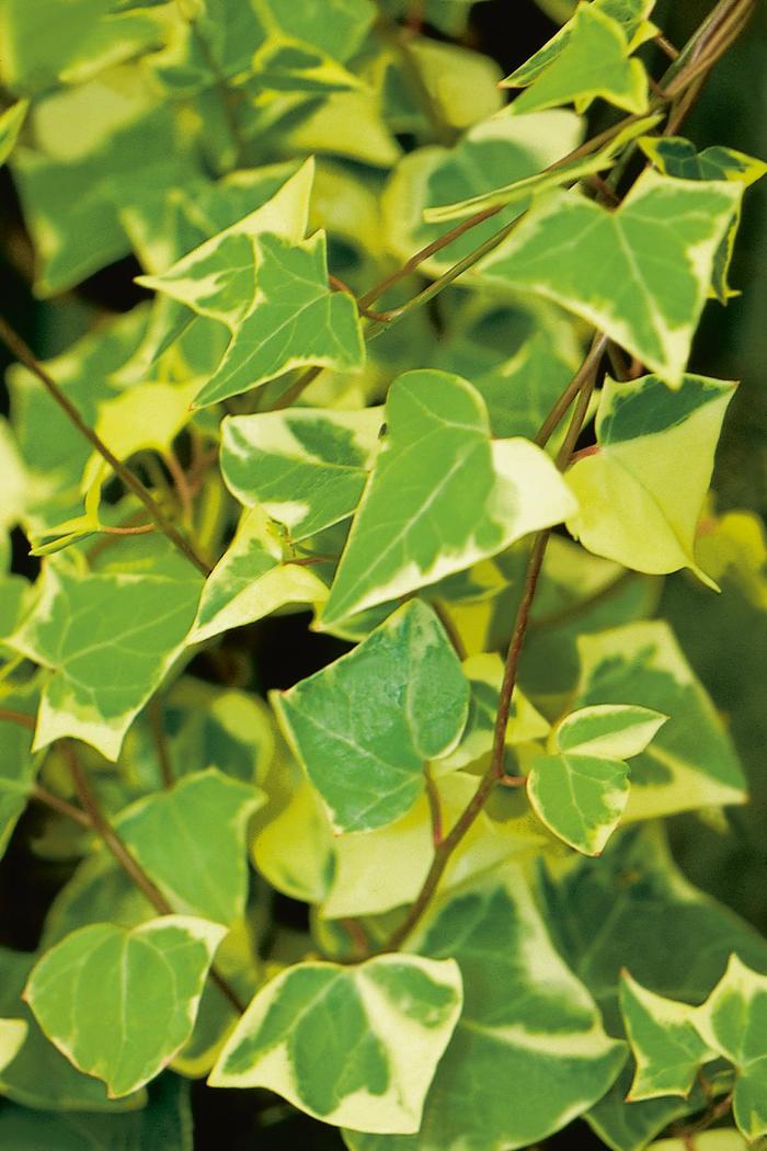 'Variegata' German Ivy - Senecio mikanioides from Robinson Florists