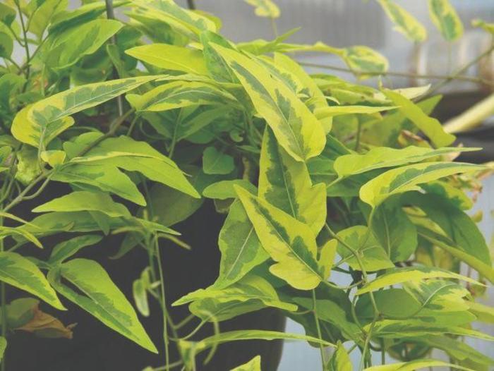 'Variegata' Potato Vine - Solanum jasminoides from Robinson Florists