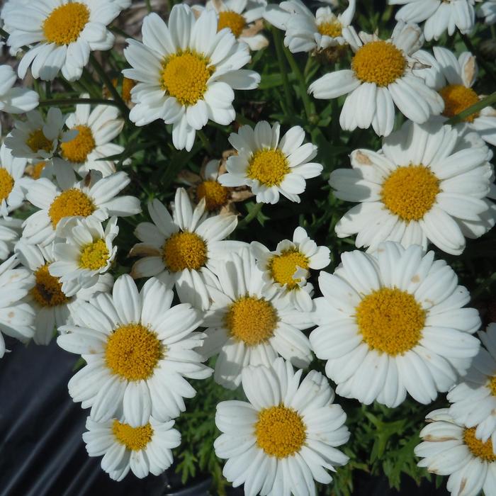 Lollies™ White Chocolate - Argyranthemum frutescens from Robinson Florists