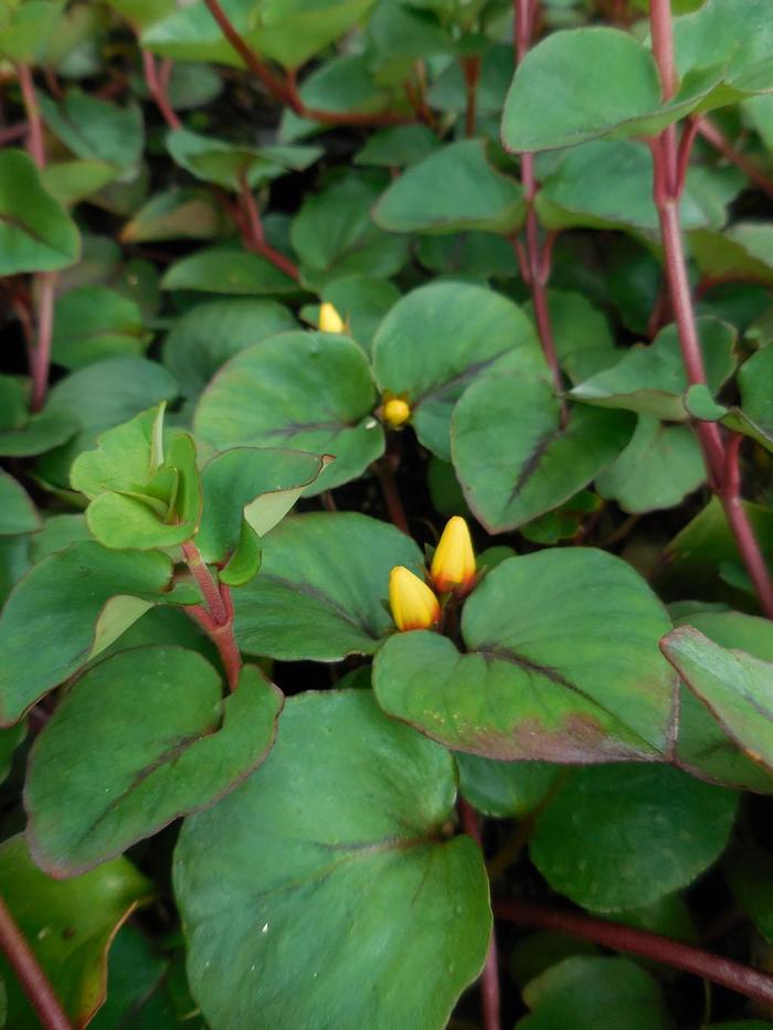 Hillier™ 'Sunburst' - Lysimachia christianiae (Loosestrife) from Robinson Florists