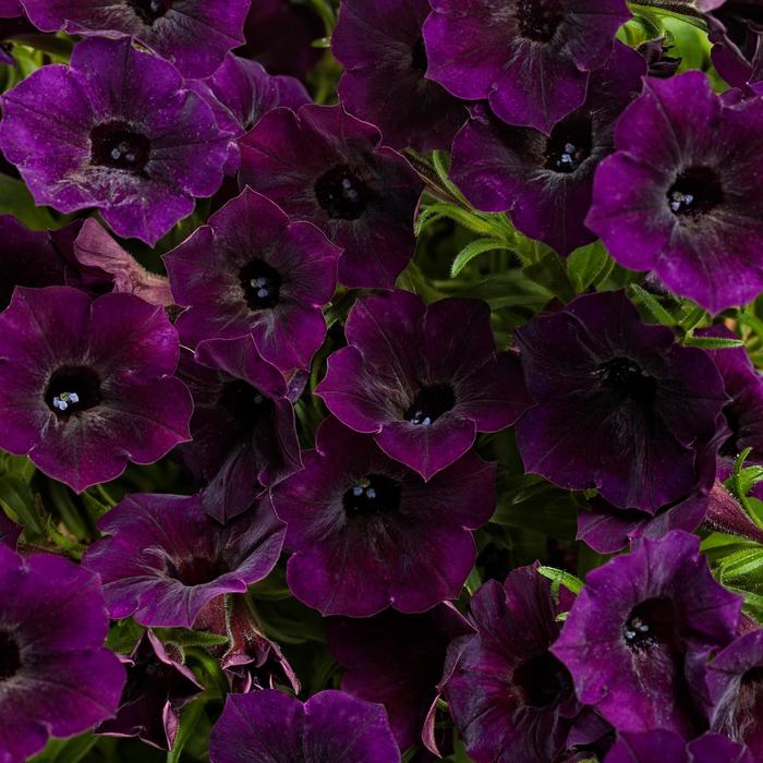 Supertunia Mini Vista® 'Midnight' - Petunia from Robinson Florists