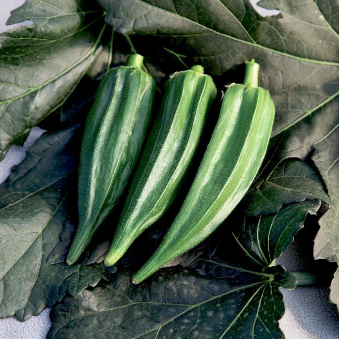'Green Fingers' - Abelmoschus esculentus (Okra) from Robinson Florists