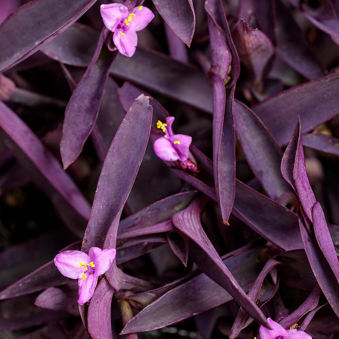 'Purple Queen' Spiderwort - Tradescantia pallida from Robinson Florists