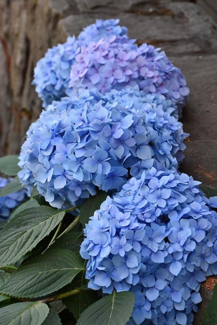 Hydrangea - Hydrangea macrophylla from Robinson Florists