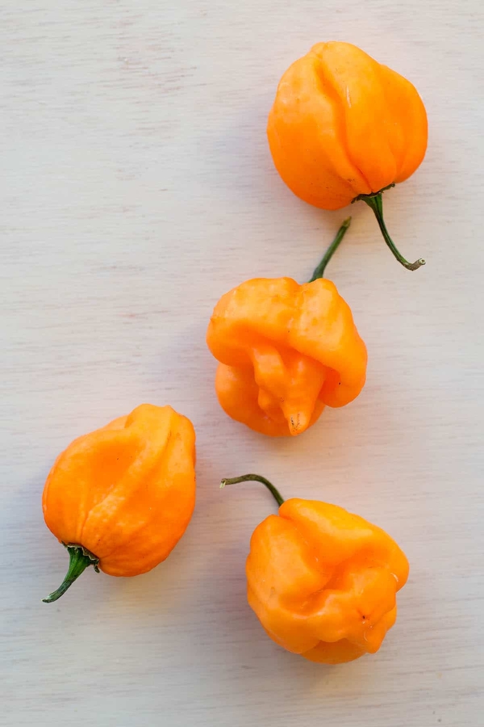 'Hungarian Hot Wax' Hot Pepper - Capsicum annuum from Robinson Florists