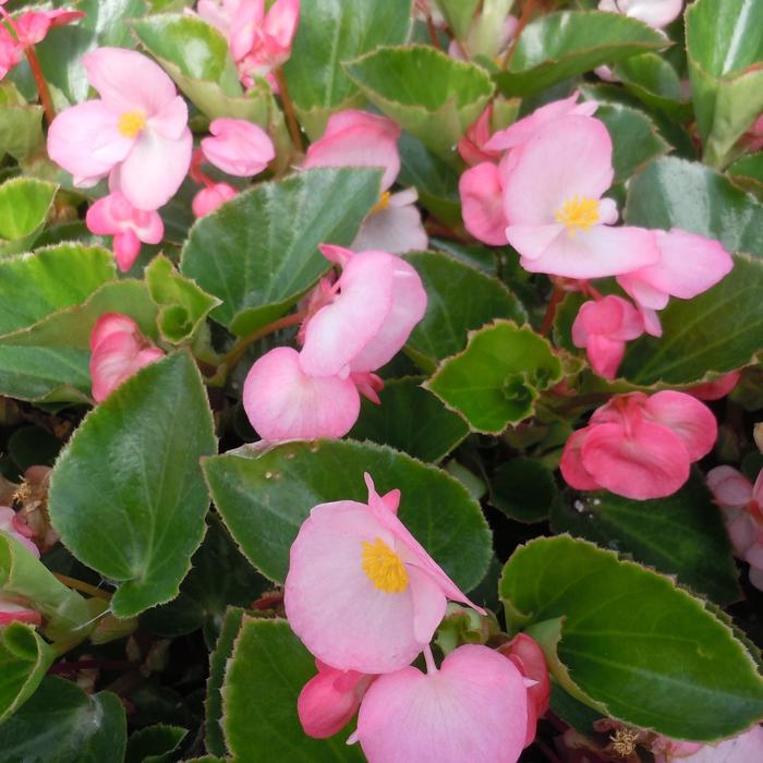 Big™ 'Pink Green Leaf' - Begonia x benariensis from Robinson Florists