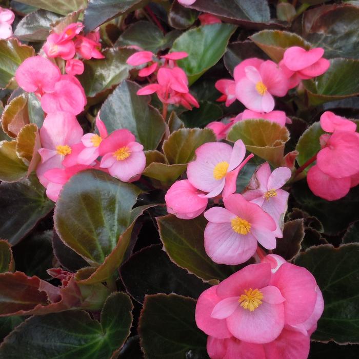 Big™ 'Rose Bronze Leaf' - Begonia x benariensis from Robinson Florists