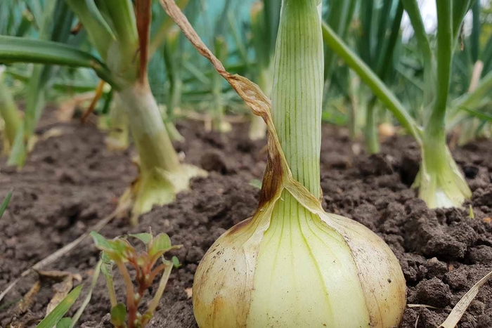 'Candy' Onion - Allium cepa from Robinson Florists