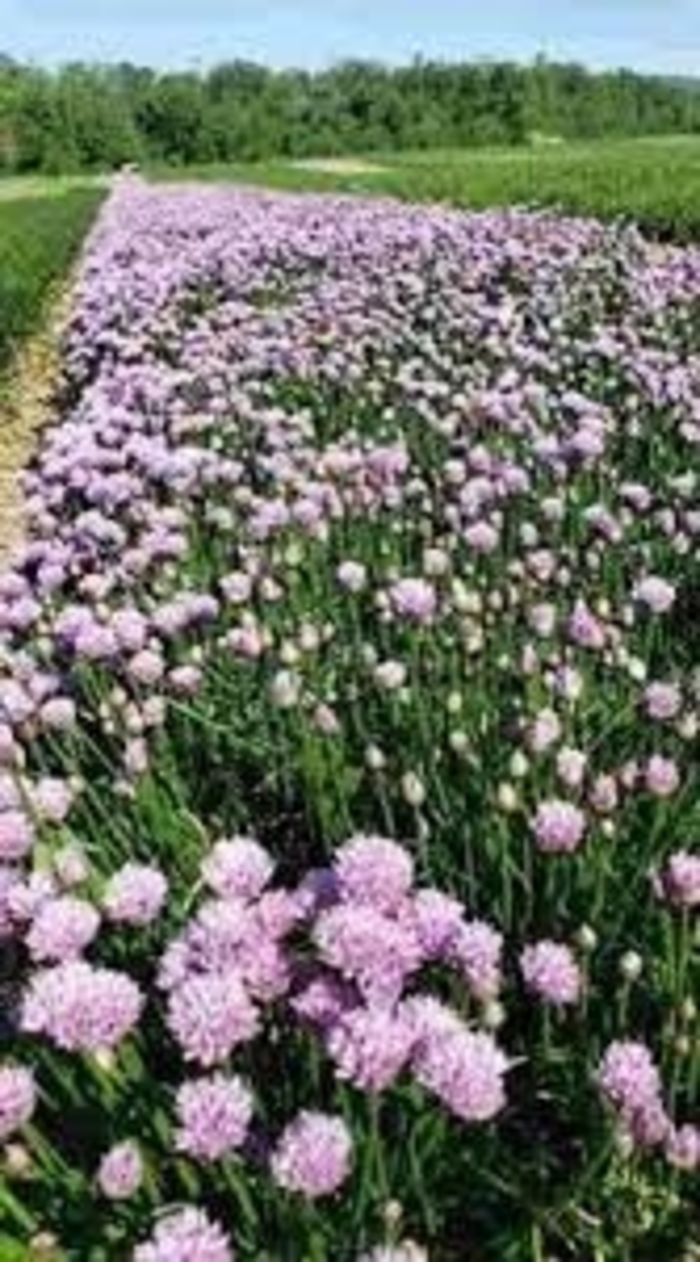 'Chivette' Chives - Allium from Robinson Florists