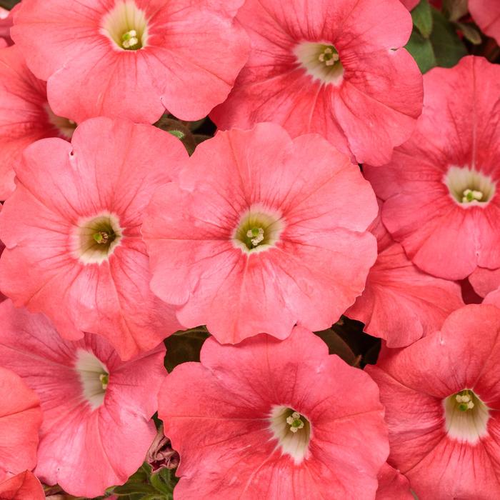 Supertunia® ''Bermuda Beach®'' - Petunia from Robinson Florists