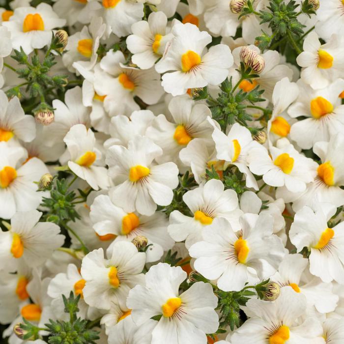 Sunsatia® Coconut - Nemesia from Robinson Florists