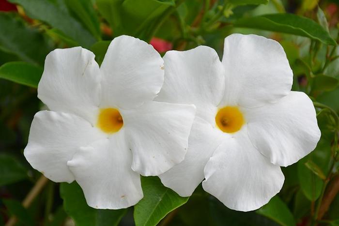 Sun Parasol® 'White' - Mandevilla from Robinson Florists