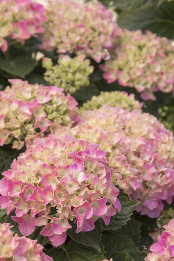 Pink 'N Pretty® - Hydrangea macrophylla from Robinson Florists