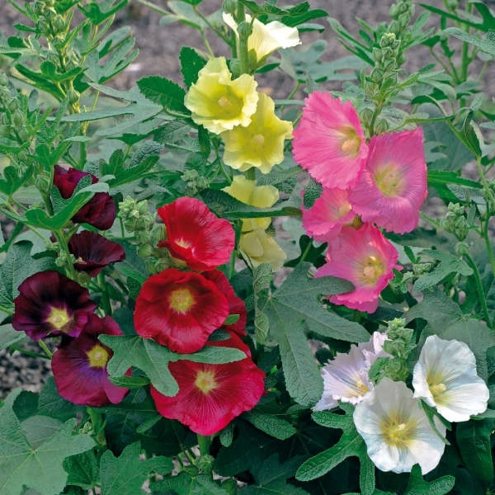 'Las Vegas' Hollyhock - Alcea ficifolia from Robinson Florists