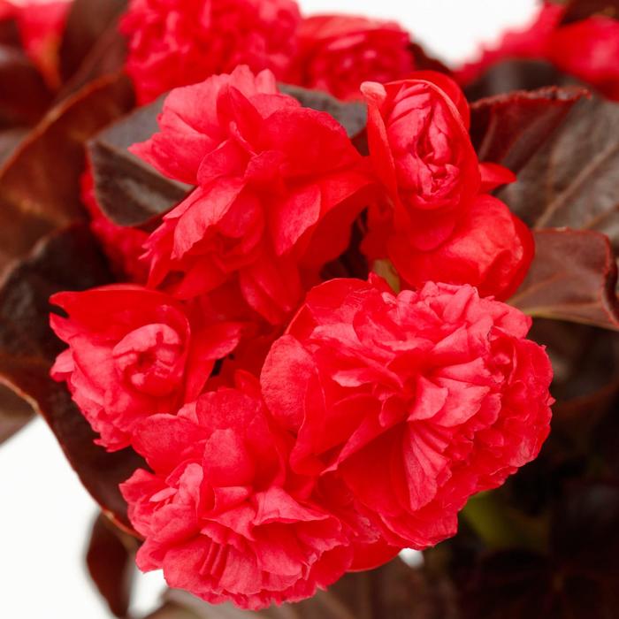 Birthday Bash&trade; Chocolate Cherry - Begonia from Robinson Florists