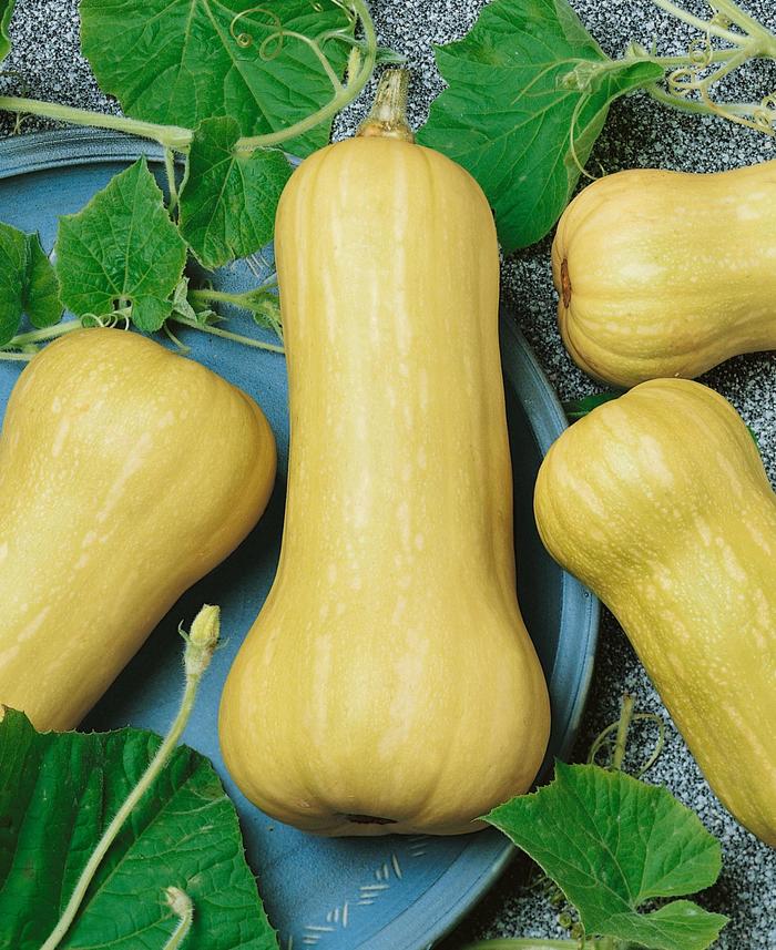 'Waltham' Butternut squash - Cucurbita moschata from Robinson Florists