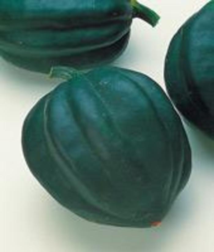 'Table Ace' Acorn Squash - Cucurbita pepo from Robinson Florists