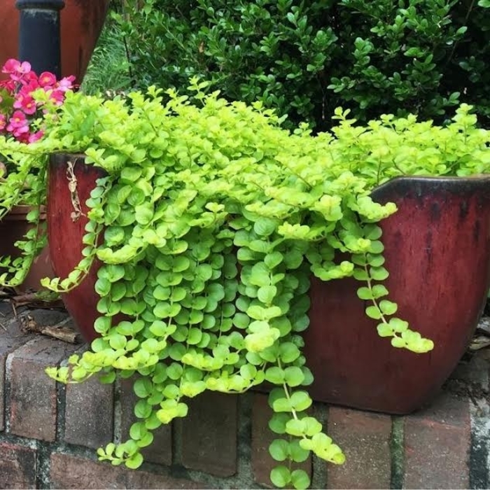'Goldie' Creeping Jenny - Lysimachia nummularia from Robinson Florists