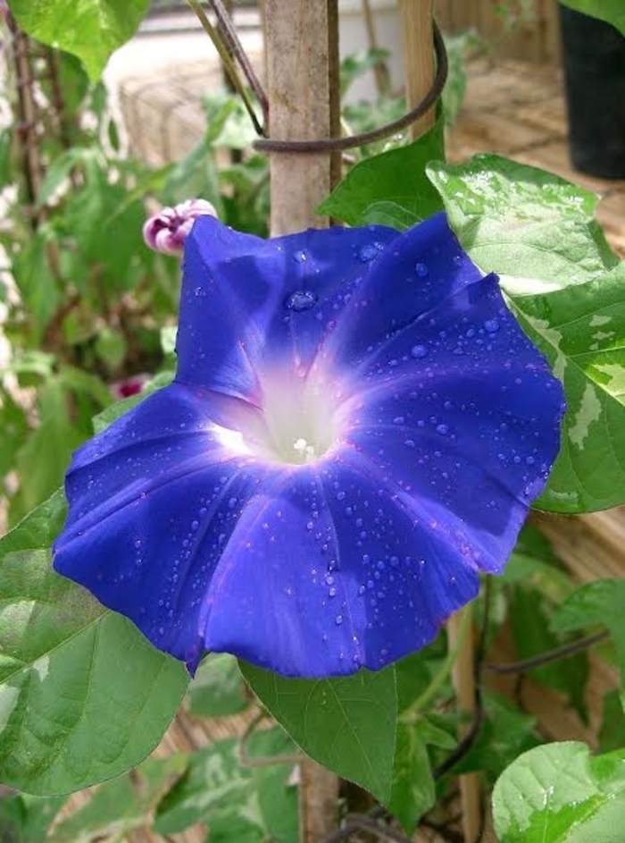 Japanese Morning Glory - Ipomoea nil from Robinson Florists