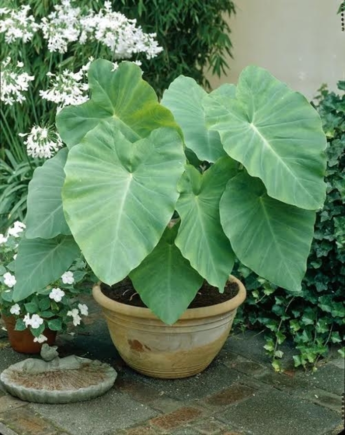 'Multiple Varieties' Elephant Ears - Alocasia from Robinson Florists