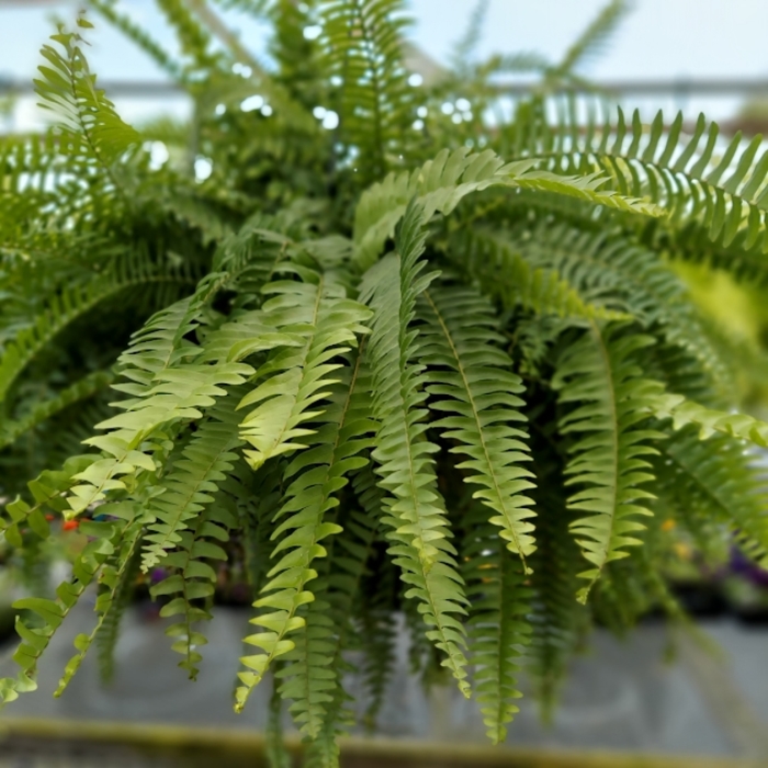 Boston Fern - Nephrolepis exaltata from Robinson Florists