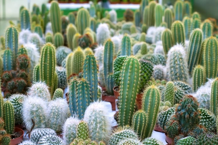 'Multiple Varieties' Cactus - Opuntia from Robinson Florists