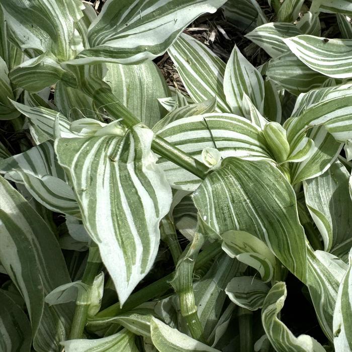 'Pistachio White' Inch Plant - Tradescantia from Robinson Florists