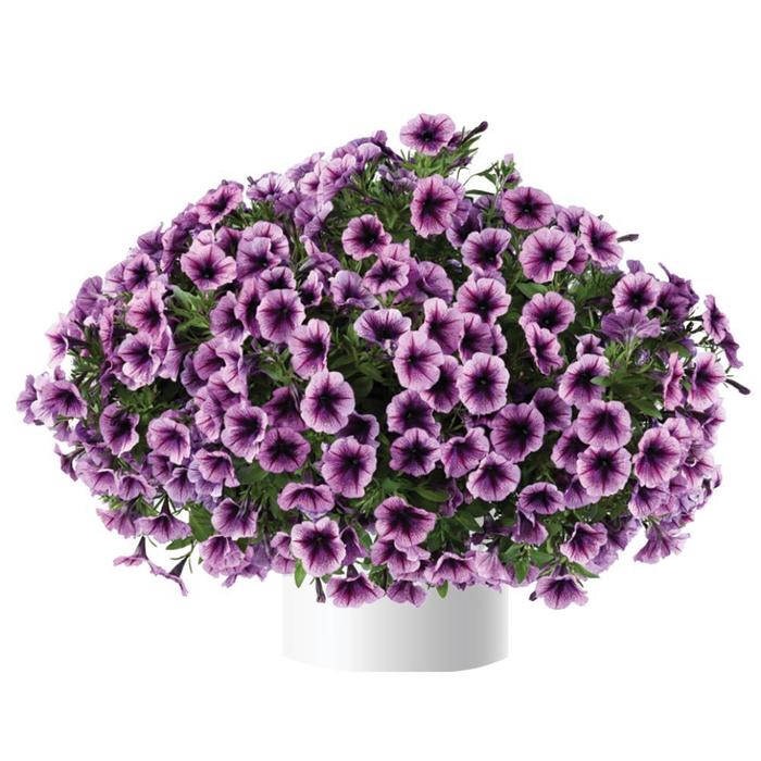 Cascadias&trade; 'Purple Ice' - Petunia from Robinson Florists