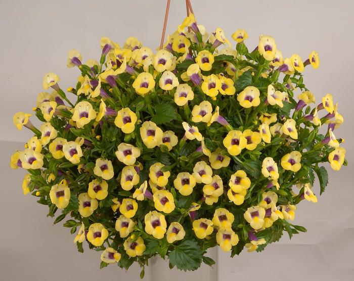 'Yellow Moon' Wishbone Flower - Torenia from Robinson Florists