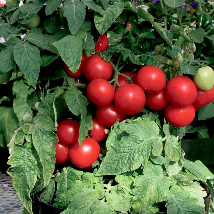 Totem Tomato - Lycopersicon esculentum from Robinson Florists