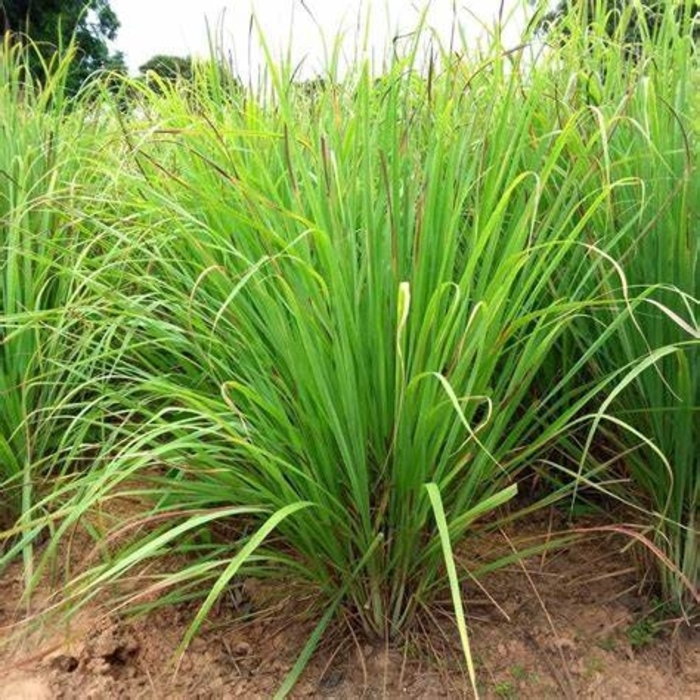 Lemongrass - Cymbopogon flexuosus from Robinson Florists