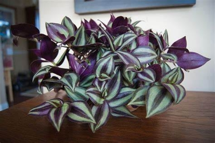 Wandering Jew - Tradescantia zebrina from Robinson Florists
