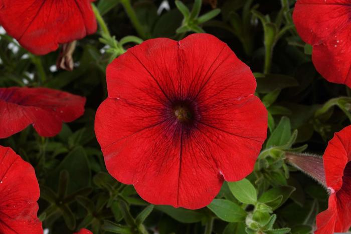 Cascadias&trade; 'Chili Red' - Petunia from Robinson Florists