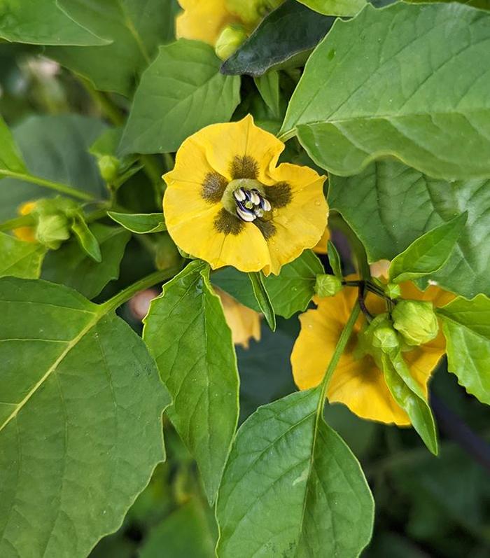 'Tamayo' Tomatillo - Physalis from Robinson Florists