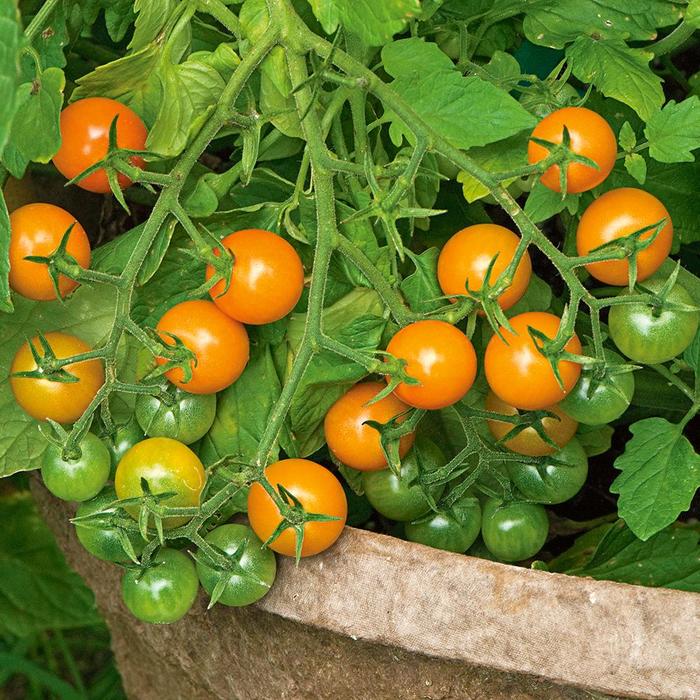 'Sungold' Cherry - Tomato from Robinson Florists